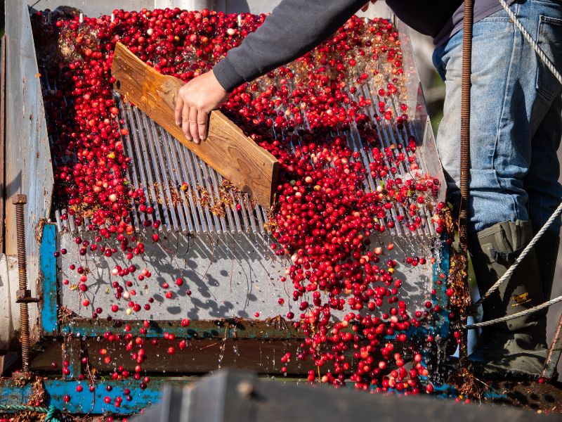 La cranberry, un concentré de micronutriments et d'antioxydants