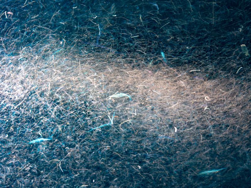 Bienfaits de l’huile de Krill